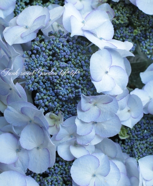 i>Hydrangea</i><BR><BR>紫陽花<BR>『空色のしずく』 | すべての商品
