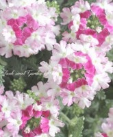 ���ܷϥС��٥ʡ���ʥ����إĥ����������᥸���ȡ�