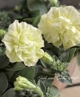 <i>Petunia��hybrida</i><BR><BR>�ڥ���˥���VIVA<BR>�ؿ������֥���󥤥�������