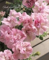 <i>Petunia��hybrida</i><BR><BR>�ڥ���˥���VIVA<BR>�ؿ������֥륰�꡼��ߥԥ󥯡�