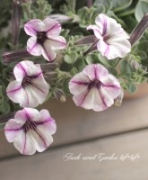 <i>Petunia��hybrida</i><BR><BR>���إߥˡ��ڥ���˥�<BR>VIVINY���꡼��<BR>�إԥ󥯥�������