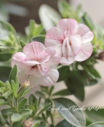 Ȭź餭֥饳ȥ󥲥롡إѡ