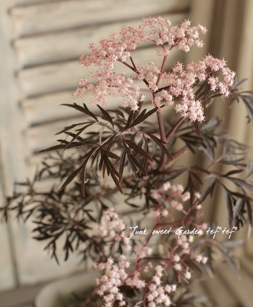 落葉低木・サンブカス 『ブラックレース』 和名『西洋ニワトコ