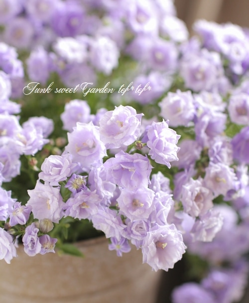 お花　父の日　寄せ植え　イングリッシュラベンダー　カンパヌラ　ブルーワンダー お花父の日寄せ植えイングリッシュラベンダーカンパヌラブルー