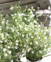 <i>Nemesia caerulea</i><BR><BR>�˾��إͥ᥷��<BR>�إƥ��󥬥�󡦥ۥ磻�ȡ�