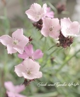 <i>Dianthus carthusianorum</i><BR><BR>ɺʥǥ<BR>󥵥<BR>إСĥԥ󥯡
