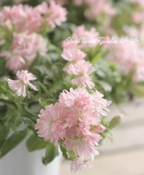 ����͡��ڥ�ǥ�� �إԡ����֥��å����