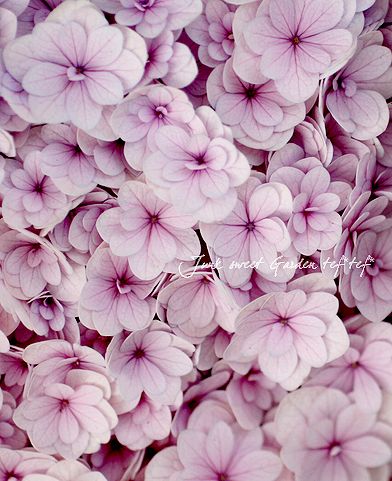 シーグラスアート　♡紫陽花のお花で夢飛行BIG♡ シーグラスアート ♡紫陽花のお花で夢飛行BIG♡ Amazon.co.jp