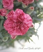 <i>Dianthus caryophyllus</i><BR><BR>͡<BR>إѡץӥե