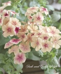 Flower Species,フロックス | Junk sweet Garden tef*tef*