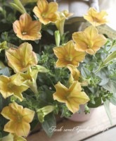 <i>Petunia x hybrida</i><BR><BR>���֥餵��Υڥ���˥�<BR>�إ�����ǥ󥯥饷�����