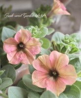 <i>Petunia x hybrida</i><BR><BR>���֥餵��Υڥ���˥�<BR>�إ������ޥ��å���