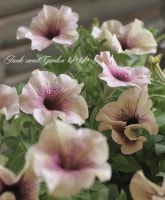 <i>Petunia��hybrida</i><BR><BR>�ڥ���˥�<BR>���󥫤Υڥ���˥�<BR>�إ������ߥ륯�ƥ���