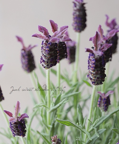 フレンチラベンダー 『チョコレート』 | すべての商品 | | Junk sweet