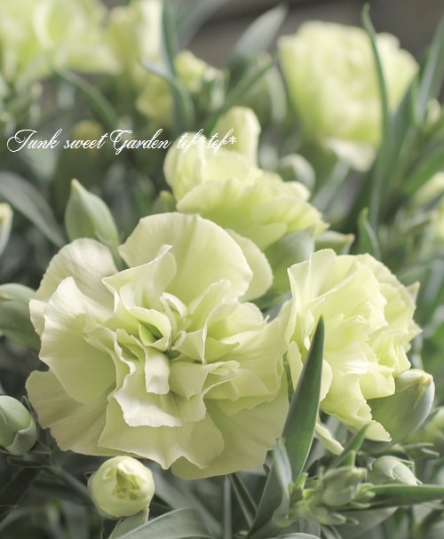 カーネーション スフェン グリーン すべての商品 Junk Sweet Garden Tef Tef