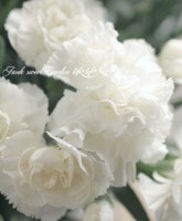 <i>Dianthus caryophyllus</i><BR><BR>ŷΤ줵ˡ<BR>򤤥͡<BR>إࡼ󥹥ȡ