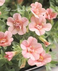 Ȭź餭֥饳 ƥե֥ ƥ꡼ No.3