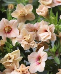 Ȭź餭֥饳ƥե֥롡ƥ꡼ No.4