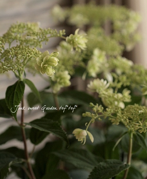 八重咲きアナベル 楽天市場】八重咲きアナベル 【ヘイズスターバースト】 3号ポット苗