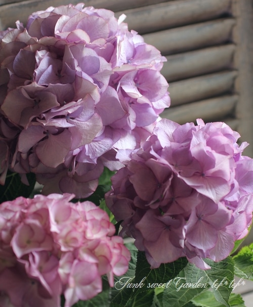 i>Hydrangea</i><BR><BR>豪華な八重咲き紫陽花<BR>『マリー