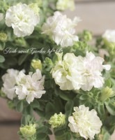 <i>Petunia��hybrida</i><BR><BR>���ء�Ȭ�ź餭�ڥ���˥�<BR>��VIVA��CUTE��<BR>���֥�ۥ磻��