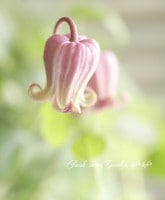 <i>Clematis viorna</i><BR><BR>����ޥ��������������<BR>�إݥ�ѥɡ��롦�ԥ󥯡�