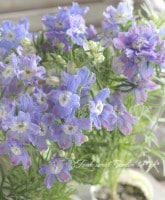 <i>Delphinium</i><BR><BR>�ǥ�ե��˥���<BR>�إ֥롼��