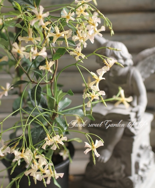 I Trachelospermum Jasminoides I Br Br テイカカズラ Br スタージャスミン Br ピンクジャスミン すべての商品 Junk Sweet Garden Tef Tef