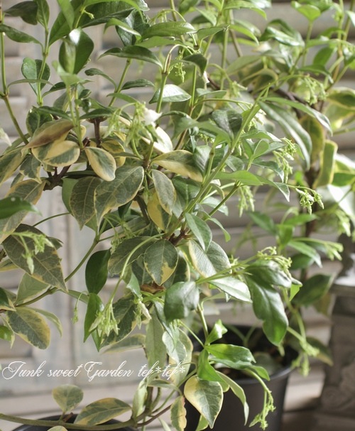 I Trachelospermum Jasminoides I Br Br テイカカズラ Br スタージャスミン Br 斑入り すべての商品 Junk Sweet Garden Tef Tef