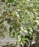 <i>Trachelospermum jasminoides </i><BR><BR>ƥ<BR>㥹ߥ<BR>