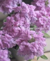 <i>Verbena</i><BR><BR>���ؽɺ��С��٥�<BR>����ץ쥹�إ�٥�����֥롼��