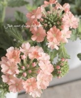 �С��٥ʡ��ȥ������� �إԡ�����