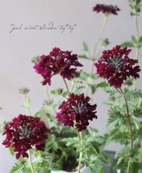 �ɺ��С��٥� �إ����åȡ�