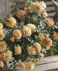 アンティークカラー バラ(ᵔᴥᵔ)かわいいお庭♡シャビーなガーデン