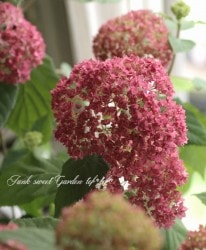 Flower Species アジサイ Junk Sweet Garden Tef Tef