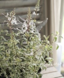 ������ͥ��Υҥ�������ȥ��ե��󡡡إͥ��ޡ��֥��