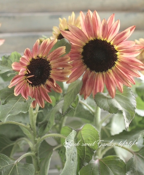 ひまわり 花の種 実咲花6743 ひまわり バイカラーミックス サカタのタネ