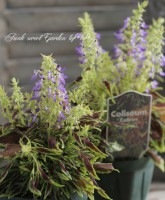 <i>Colrus spp</i><BR><BR>֤ڤա<BR>Ƥ˶<BR>ꥦإꥻ