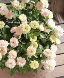 �ߥ˥Х顡�إ��꡼�󥢥�����