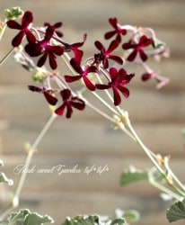 �ڥ�르�˥��ࡦ���ɥ��ǥ����إ��󥰥��ɥХ�����åȡ�