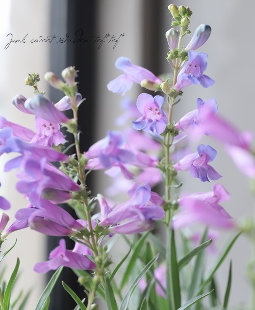 お買い得得価】 ベンステモン様専用の通販 by プルメリア's shop