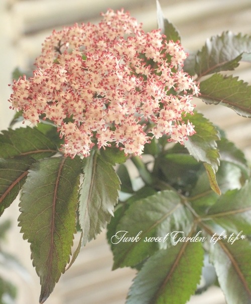 みんなの樹木  ネアリカ  【送料無料】 エバーフレッシュ ねむの木 7号鉢サイズ 黒色 セラアート鉢 鉢植え