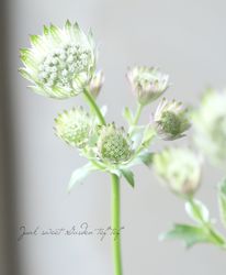 ڲ֤ͭ̾ʥȥ㡡إڡԥ󥯥ϥ֥åȡ