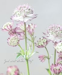 ڲ֤ͭ̾ʥȥ㡡إӡǥ󥰷ϡ