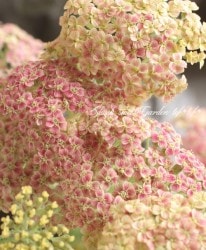 �ɺ��𥢥��쥢������ѥ����ʼ�إԡ���������������