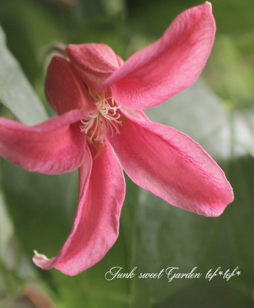 クレマチスです クレマチス・テキセンシス (Clematis texensis)