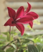 <i>Clematis </i><BR><BR>����ޥ���<BR>�إƥ����󥷥��١�no.2