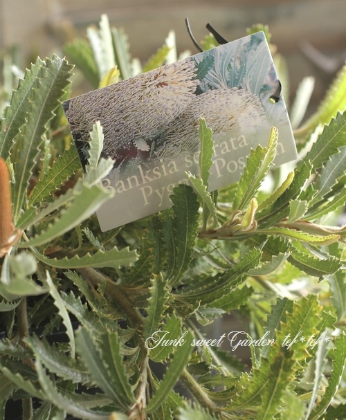 バンクシア　ピグミーポッサム　苗　　オージープランツ 楽天市場】【バンクシア ピグミーポッサム】現品配送！ネイティブ