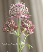 <i>Astrantia major</i><BR><BR>ڲ֤ͭ̾ʥȥ<BR>إӡɡ