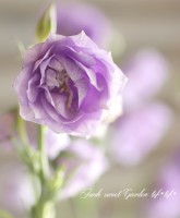 <i>Campanula persicifolia</i><BR><BR>Ȭ�ź餭����ѥ˥��<BR>�إ顦�٥��